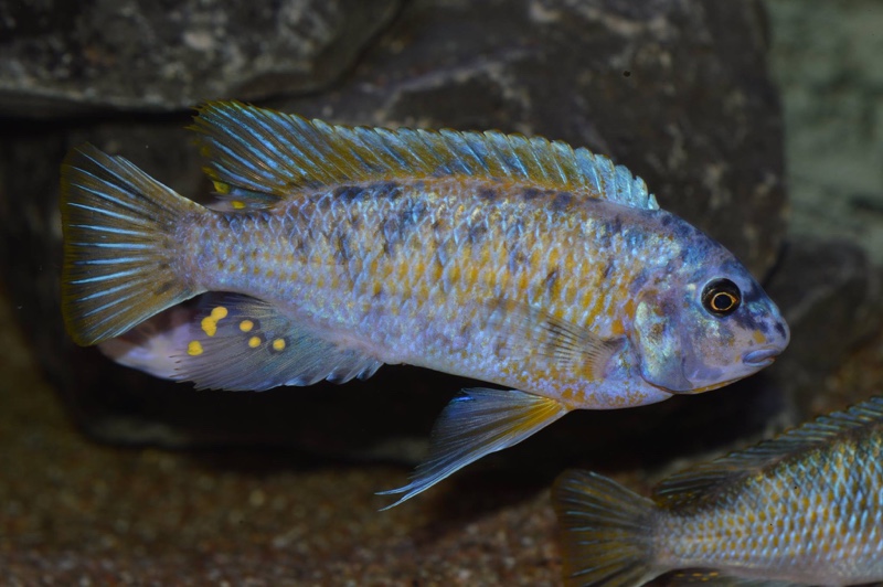 Labeotropheus fuelleborni 'Chinyankwazi Island'